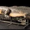 Distortions "Attack Alligator" Professional Halloween Animatronic -Costume Types Shop attack alligator professional halloween animatronic 28749963296816