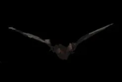 Morris "Bat With Light-up Eyes" Hanging Halloween Prop - 54 Inches