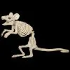 Morris "Mouse Skeleton" Animal Prop -Costume Types Shop mouse skeleton animal prop 14321035837488