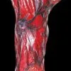 Morris "Peeled Flesh - Left Arm" Human Body Part Halloween Prop -Costume Types Shop peeled flesh left arm human body part halloween prop 15770118062128