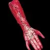 Morris "Peeled Flesh - Right Arm" Human Body Part Halloween Prop