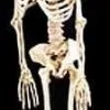 Morris "Rubber Skeleton" Hanging Halloween Prop - 5' -Costume Types Shop rubber skeleton hanging halloween prop 5 8179454017
