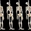 Morris Package Deals "Skeleton Halloween Props" - 6x Package Deal