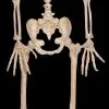 Morris "Werewolf Skeleton" Halloween Prop -Costume Types Shop werewolf skeleton halloween prop 14320994222128